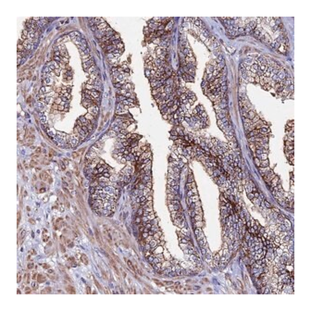 Merck Anti-C6 antibody produced in rabbit