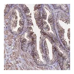 Merck Anti-C6 antibody produced in rabbit