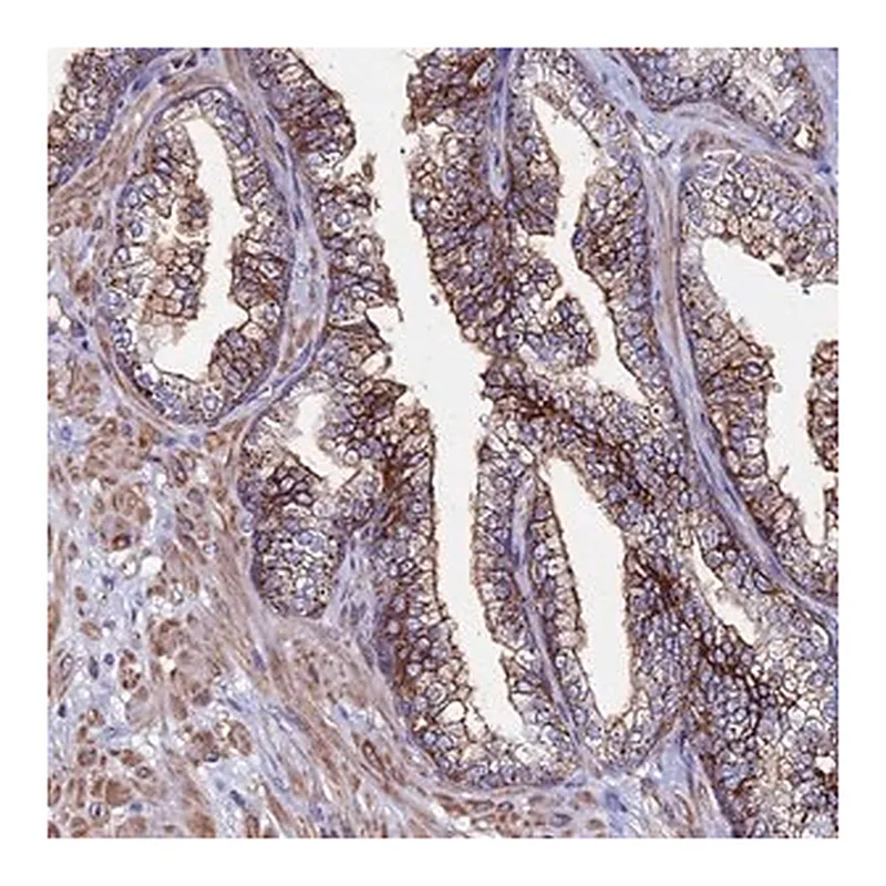Merck Anti-C6 antibody produced in rabbit
