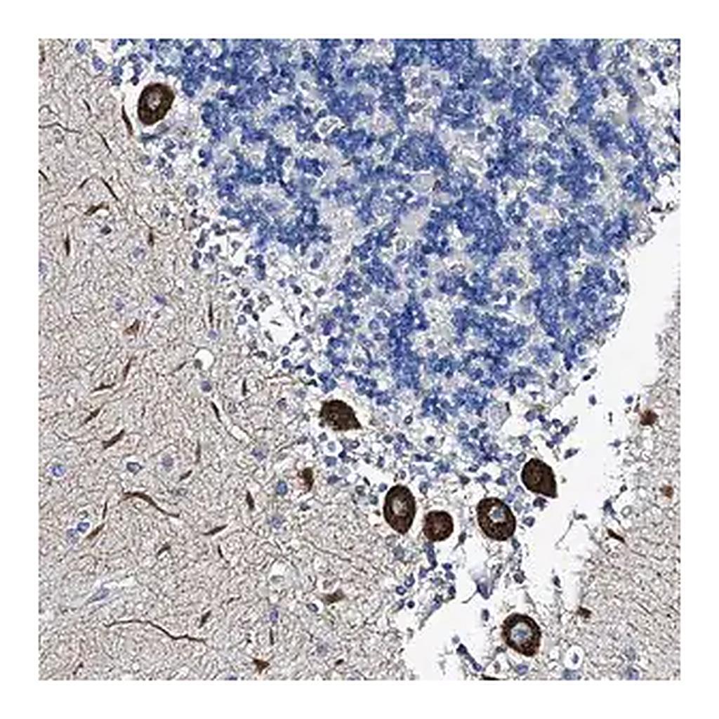 Merck Anti-FREM3 antibody produced in rabbit