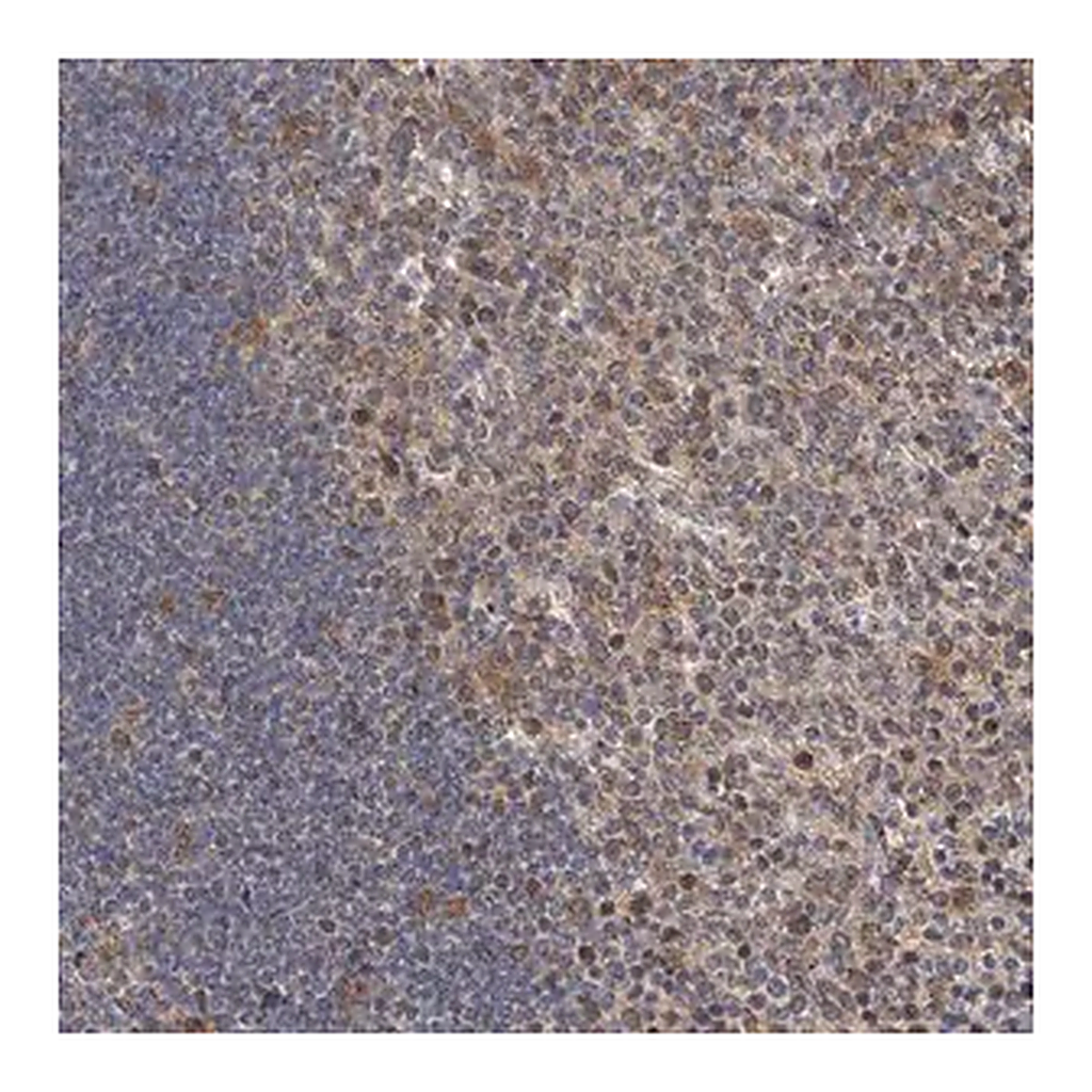 Merck Anti-C7ORF26 antibody produced in rabbit