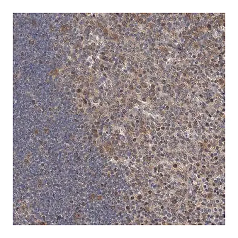 Merck Anti-C7ORF26 antibody produced in rabbit