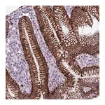 Merck Anti-ZNF667 antibody produced in rabbit