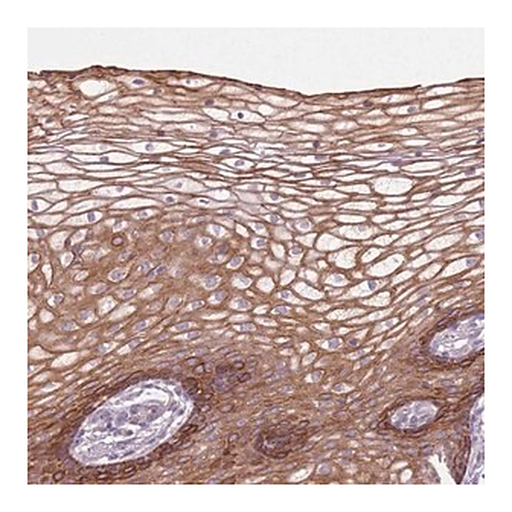 Merck Anti-HSPA14 antibody produced in rabbit