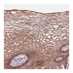 Merck Anti-HSPA14 antibody produced in rabbit