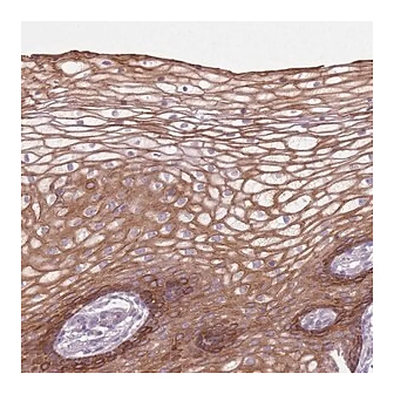 Merck Anti-HSPA14 antibody produced in rabbit