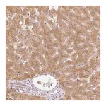 Merck Anti-MIA2 antibody produced in rabbit