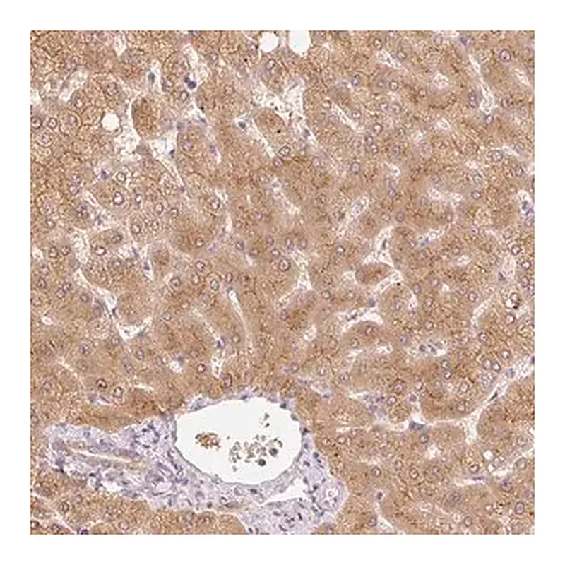 Merck Anti-MIA2 antibody produced in rabbit