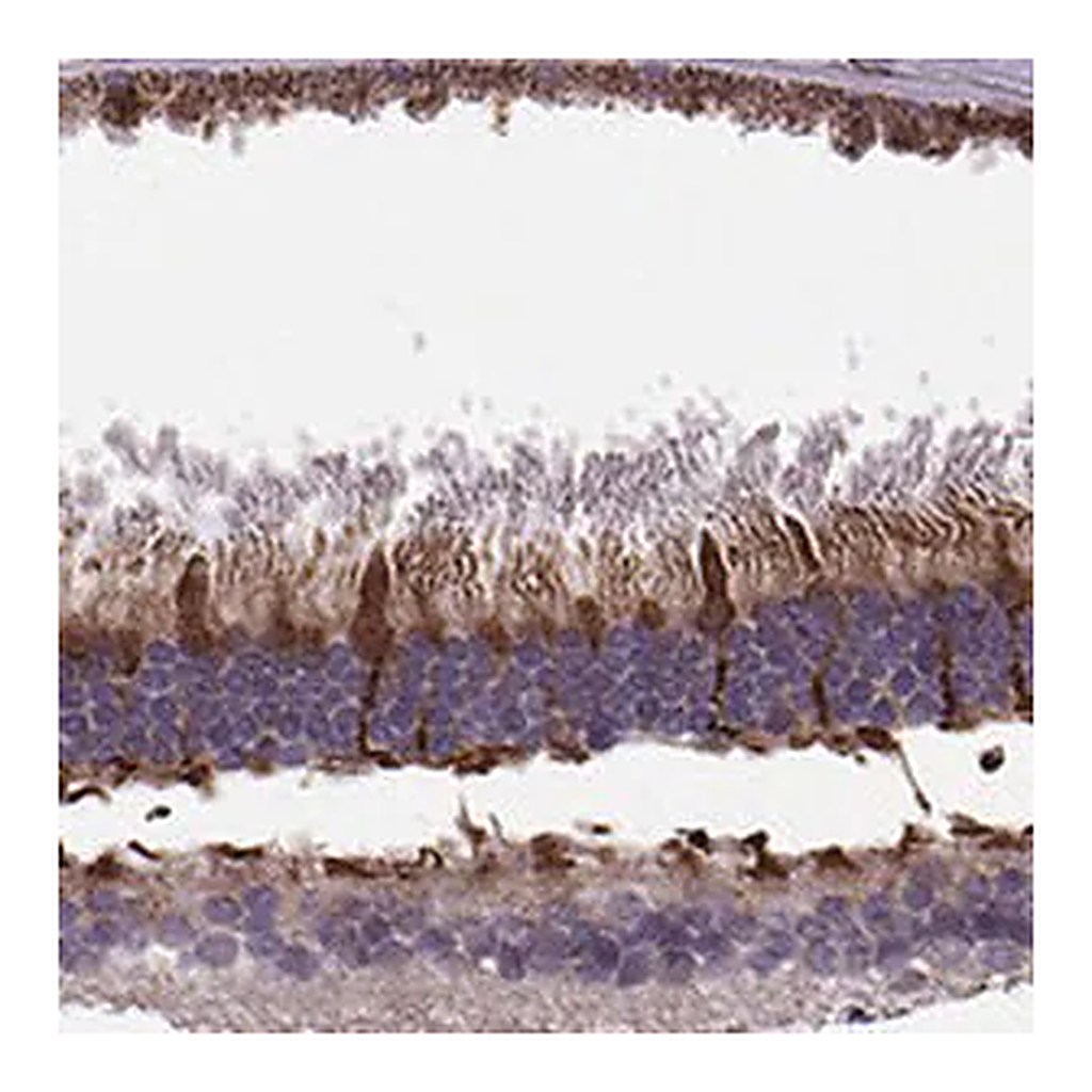 Merck Anti-IQCB1 antibody produced in rabbit