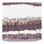 Merck Anti-IQCB1 antibody produced in rabbit