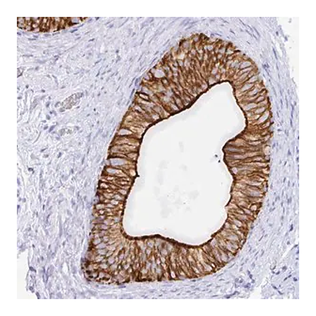 Merck Anti-CLDN8 antibody produced in rabbit