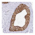 Merck Anti-CLDN8 antibody produced in rabbit