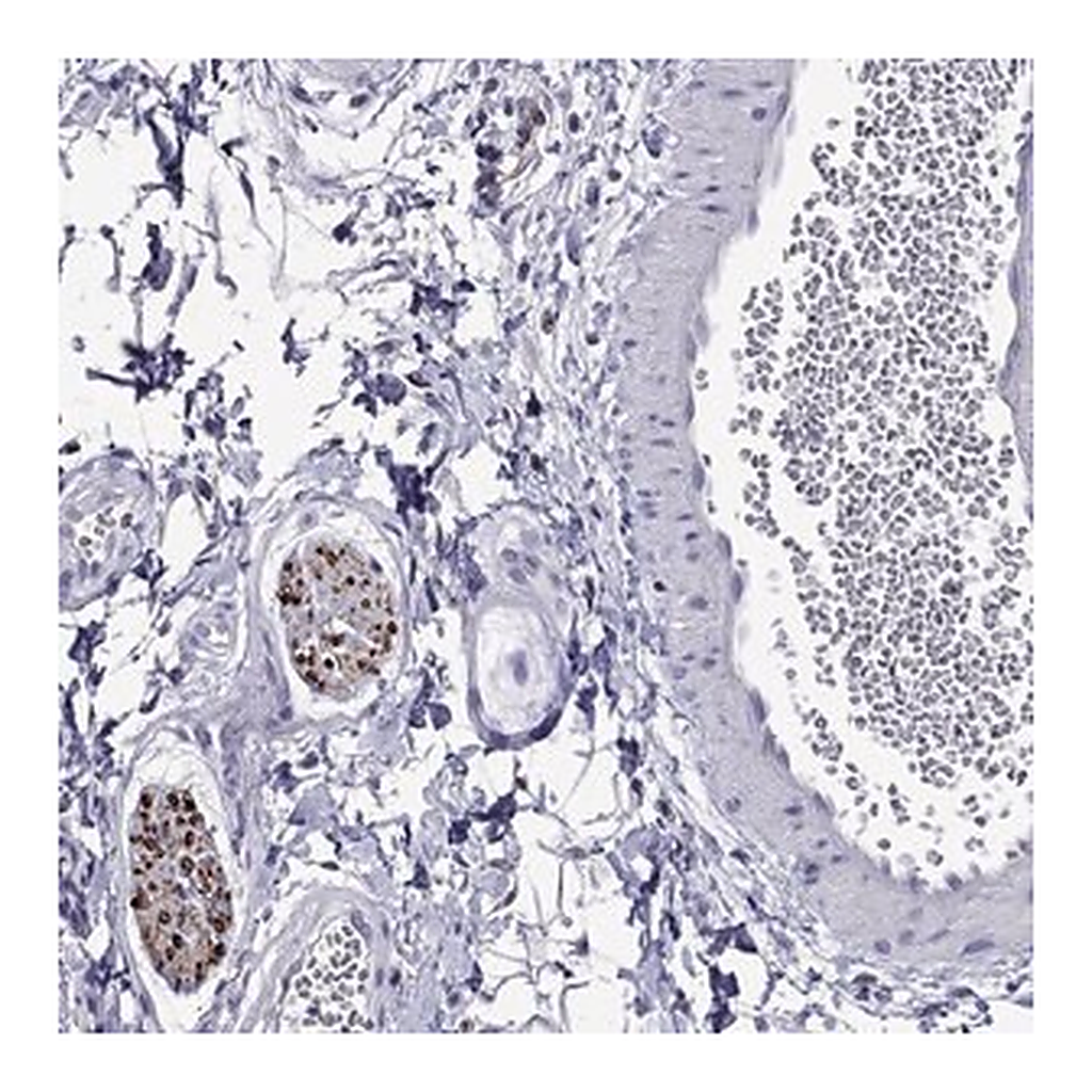 Merck Anti-MPZ antibody produced in rabbit