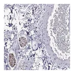 Merck Anti-MPZ antibody produced in rabbit