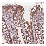 Merck Anti-KIAA0895L antibody produced in rabbit