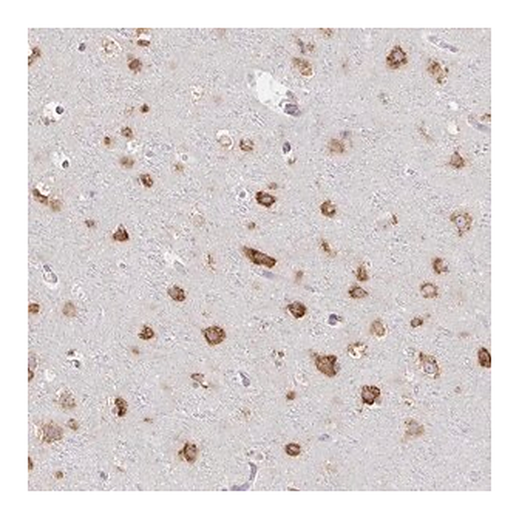 Merck Anti-NOMO1 antibody produced in rabbit