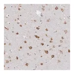 Merck Anti-NOMO1 antibody produced in rabbit