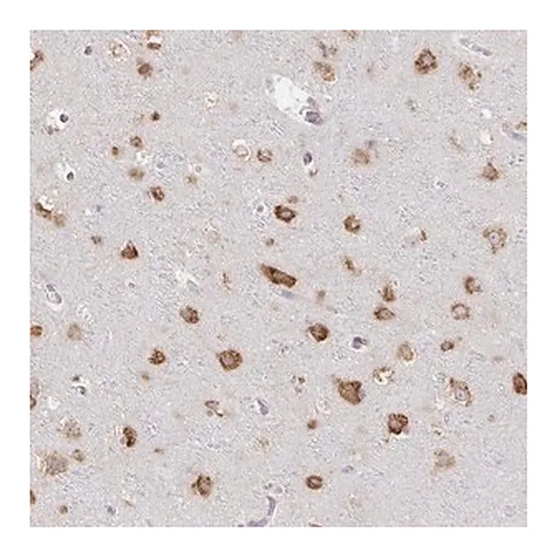 Merck Anti-NOMO1 antibody produced in rabbit