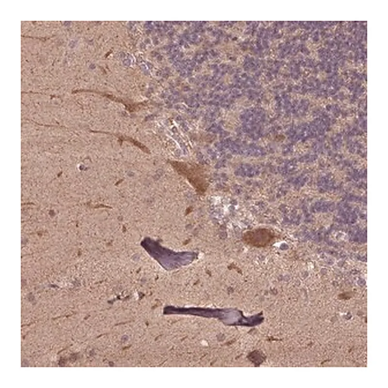 Merck Anti-CUTA antibody produced in rabbit