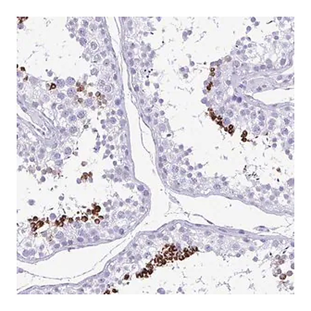 Merck Anti-TCEAL3 antibody produced in rabbit