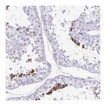 Merck Anti-TCEAL3 antibody produced in rabbit