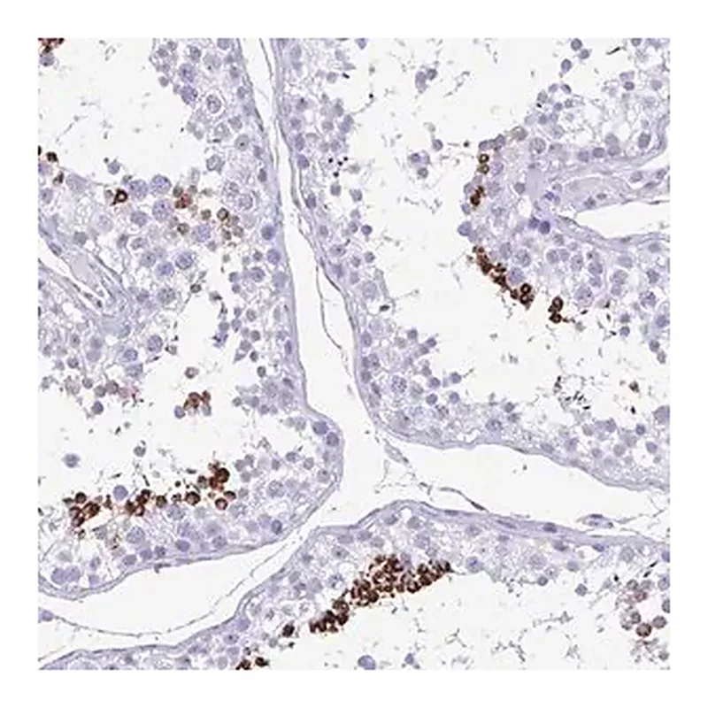 Merck Anti-TCEAL3 antibody produced in rabbit
