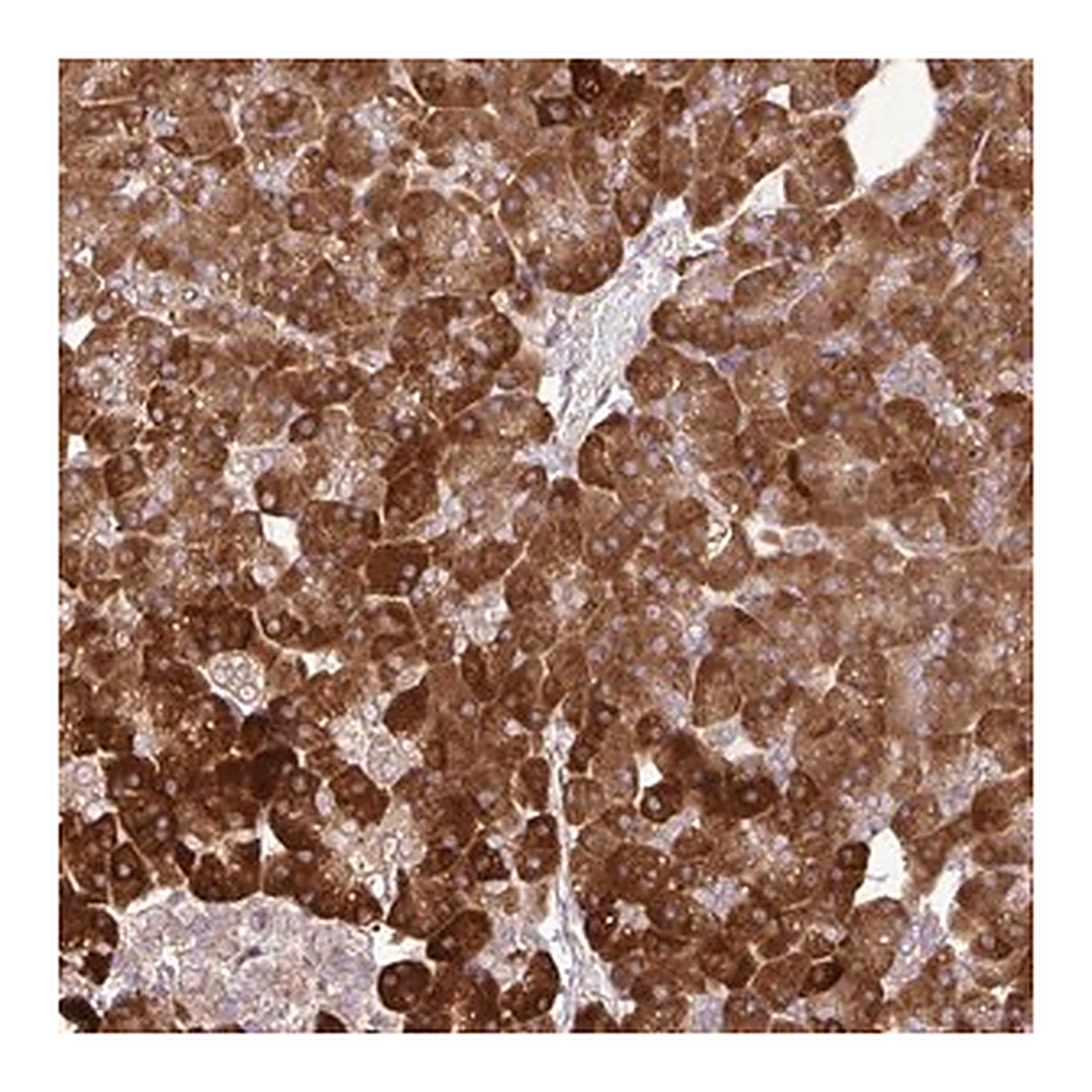 Merck Anti-DLGAP4 antibody produced in rabbit