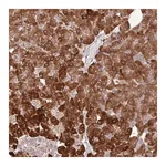 Merck Anti-DLGAP4 antibody produced in rabbit