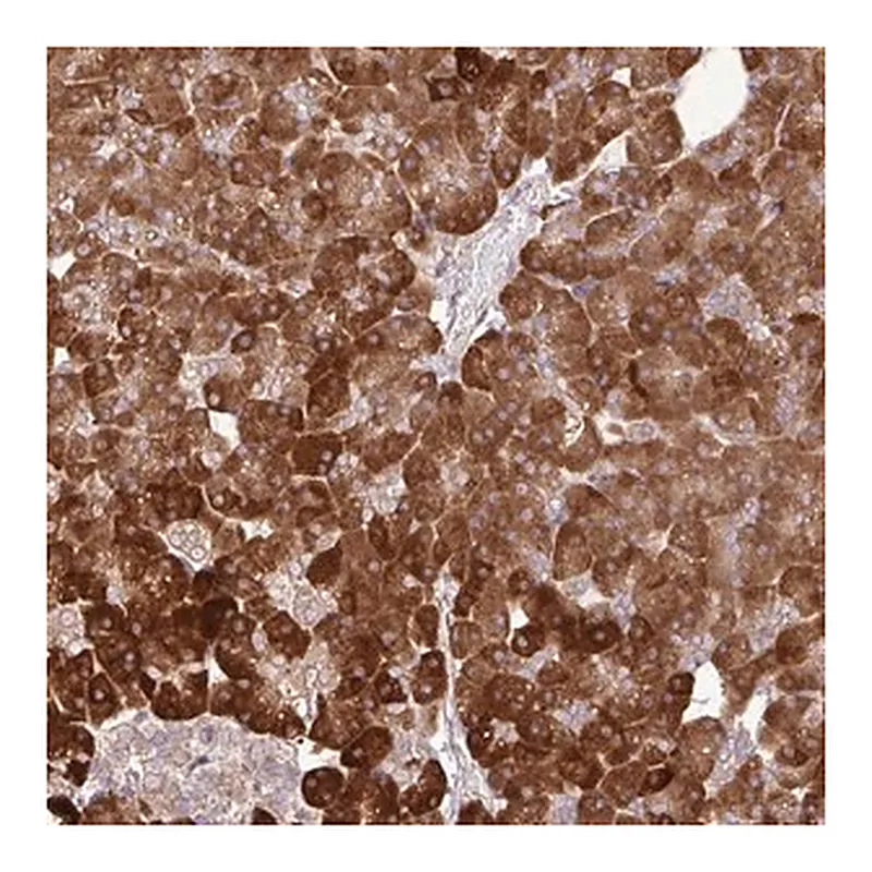 Merck Anti-DLGAP4 antibody produced in rabbit