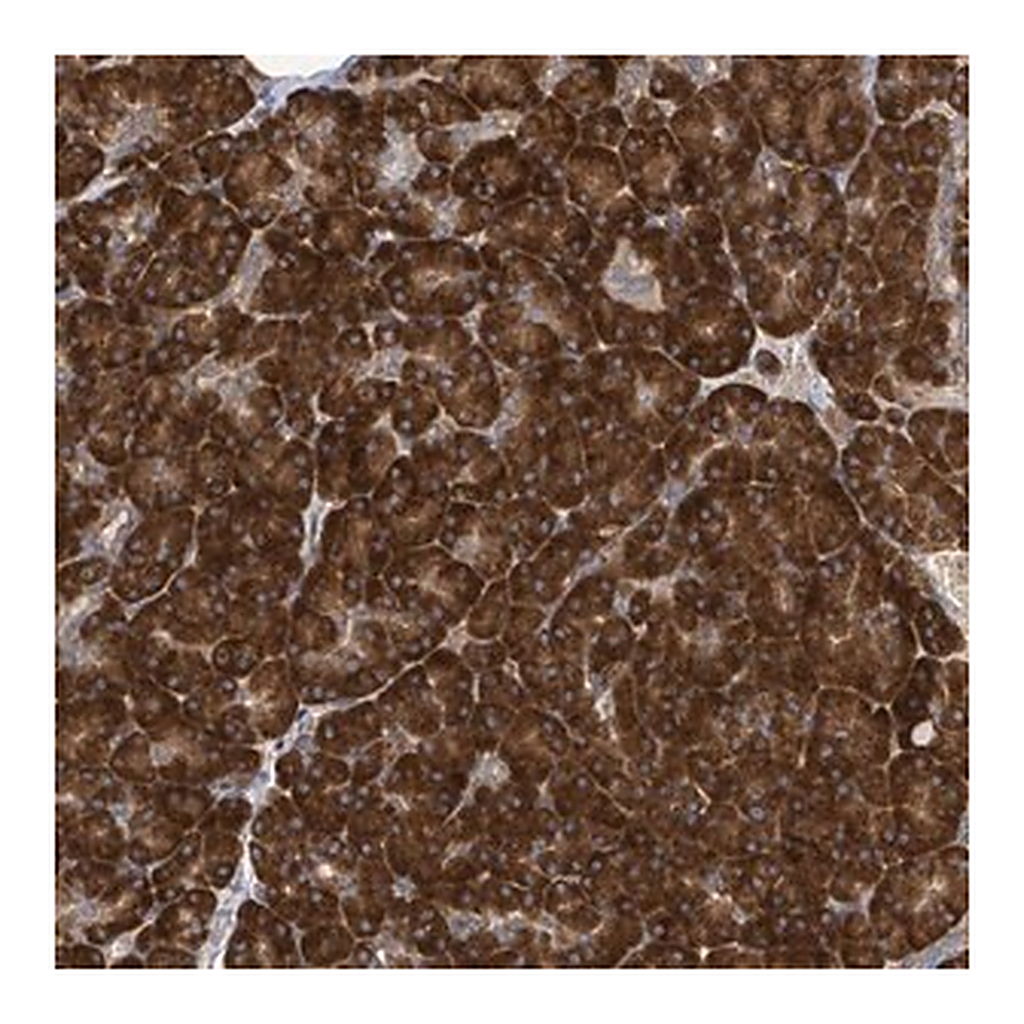 Merck Anti-NOMO1 antibody produced in rabbit
