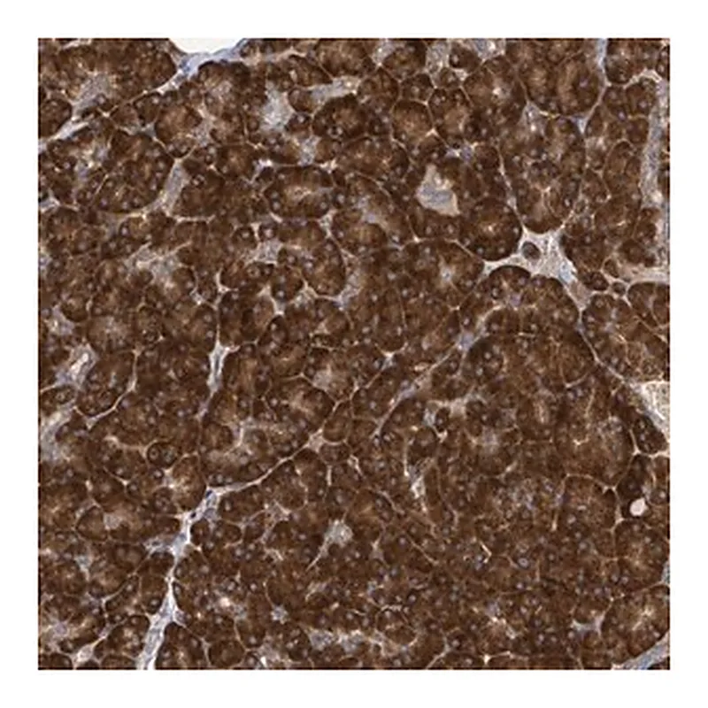 Merck Anti-NOMO1 antibody produced in rabbit