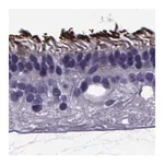 Merck Anti-PDE6H antibody produced in rabbit
