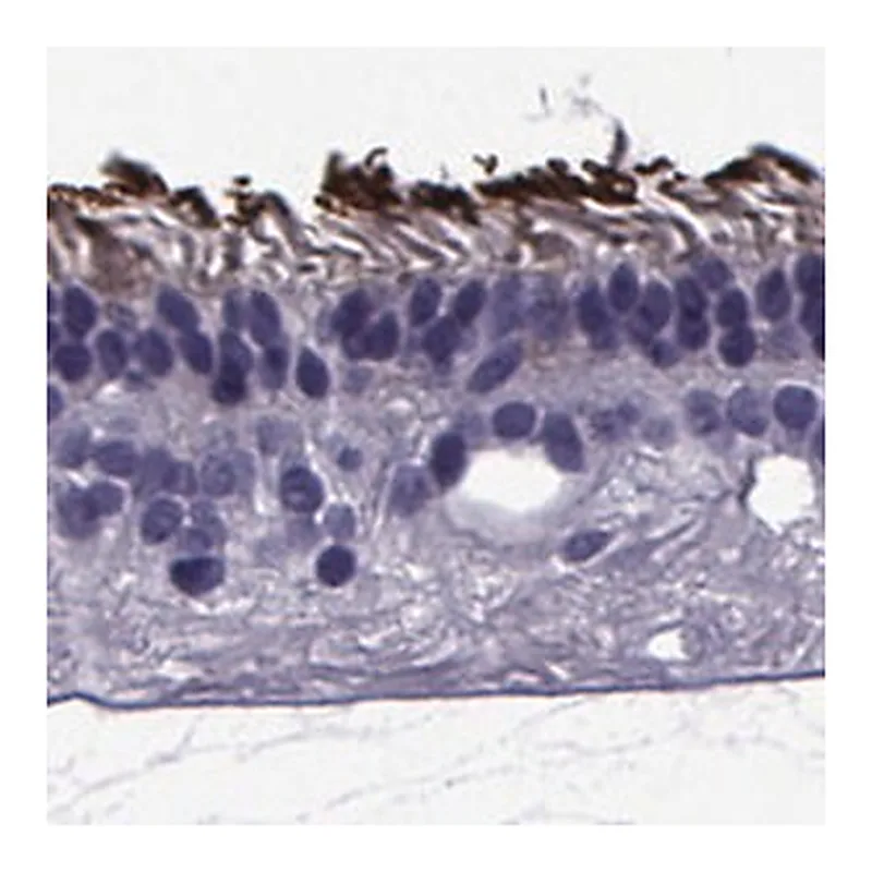 Merck Anti-PDE6H antibody produced in rabbit