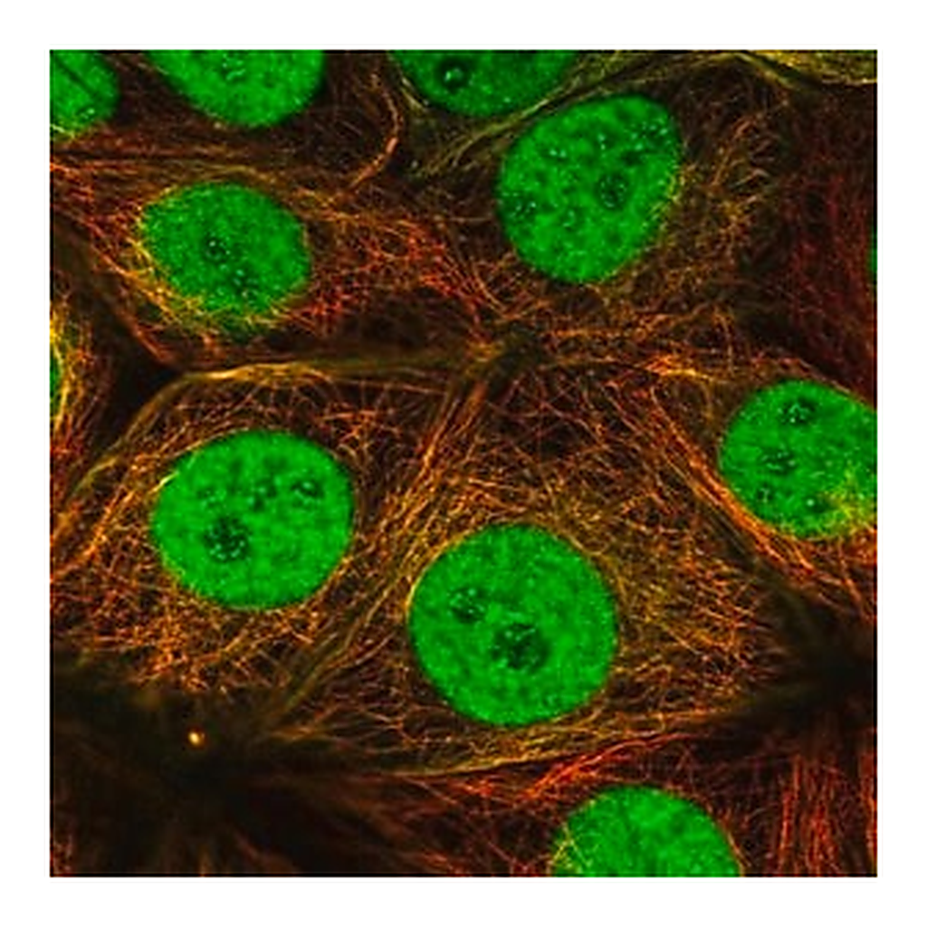 Merck Anti-ESRRA antibody produced in rabbit