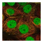 Merck Anti-ESRRA antibody produced in rabbit
