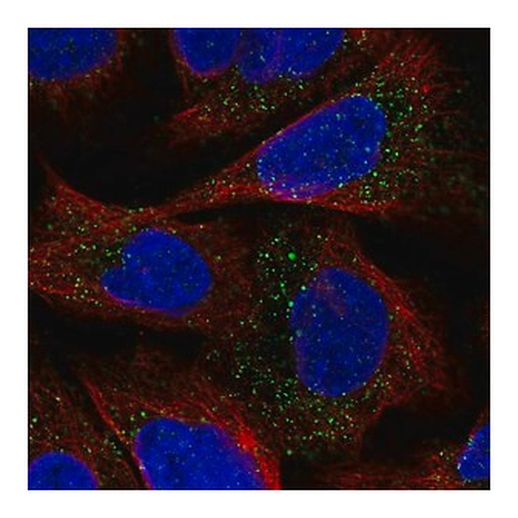 Merck Anti-ESPN antibody produced in rabbit