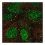 Merck Anti-AGO3 antibody produced in rabbit
