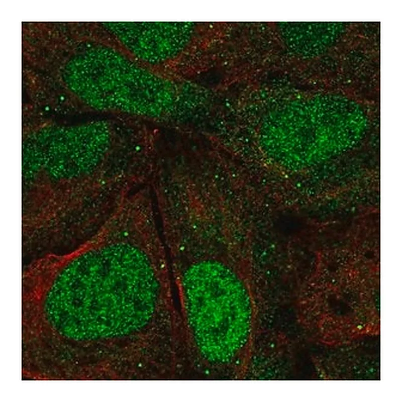 Merck Anti-AGO3 antibody produced in rabbit