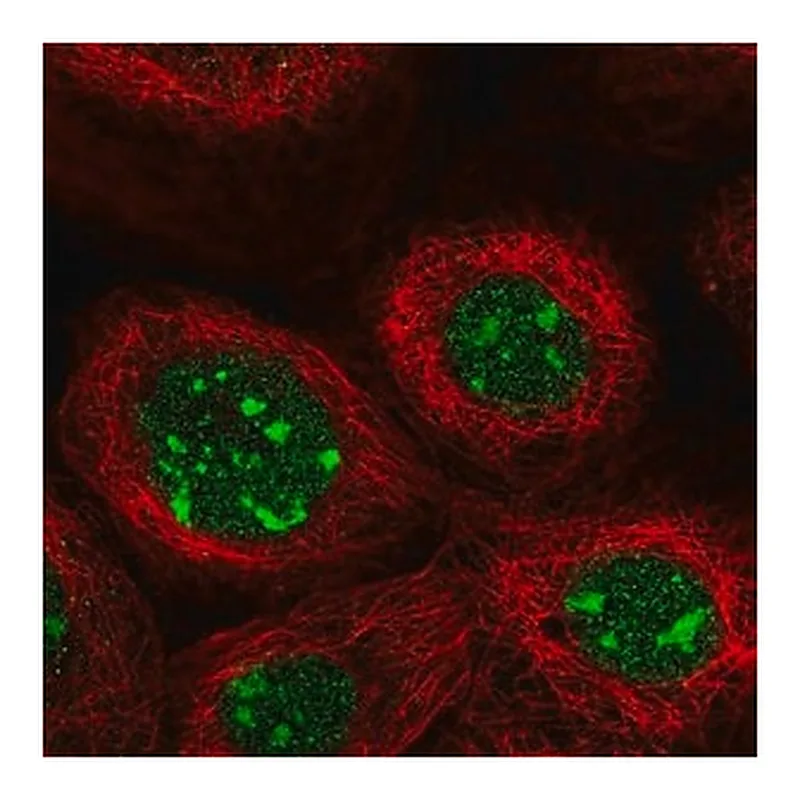 Merck Anti-GPATCH4 antibody produced in rabbit