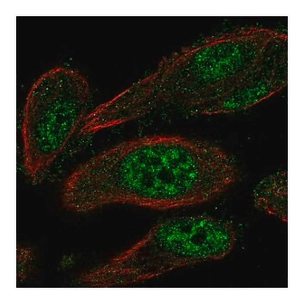 Merck Anti-TEAD2 antibody produced in rabbit