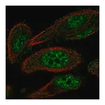 Merck Anti-TEAD2 antibody produced in rabbit