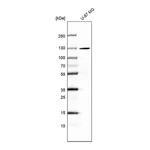 Merck Anti-SEC24A antibody produced in rabbit