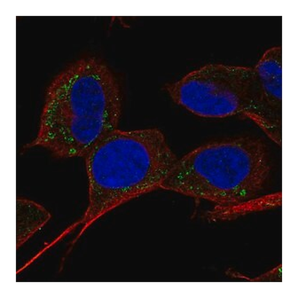 Merck Anti-SLC9B1 antibody produced in rabbit