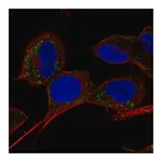 Merck Anti-SLC9B1 antibody produced in rabbit