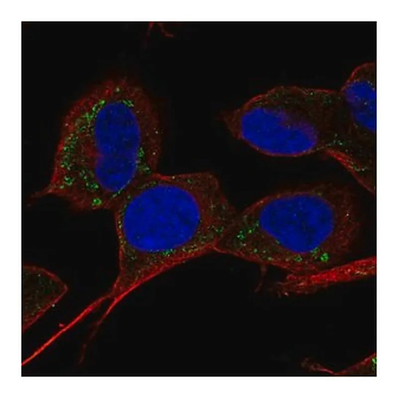 Merck Anti-SLC9B1 antibody produced in rabbit