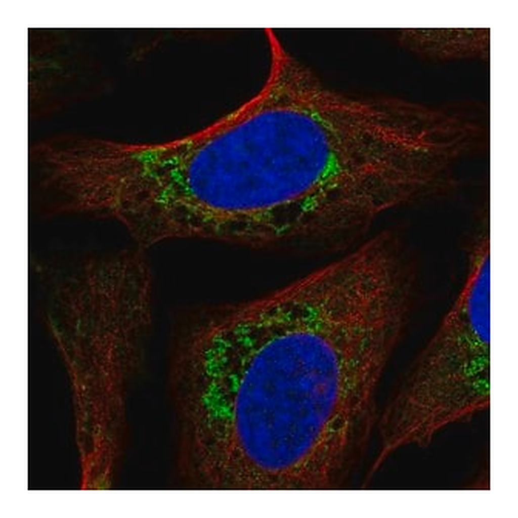 Merck Anti-USMG5 antibody produced in rabbit