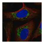Merck Anti-USMG5 antibody produced in rabbit