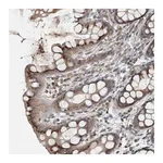 Merck Anti-CLCN2 antibody produced in rabbit