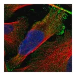 Merck Anti-RASAL2 antibody produced in rabbit