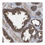 Merck Anti-AK8 antibody produced in rabbit